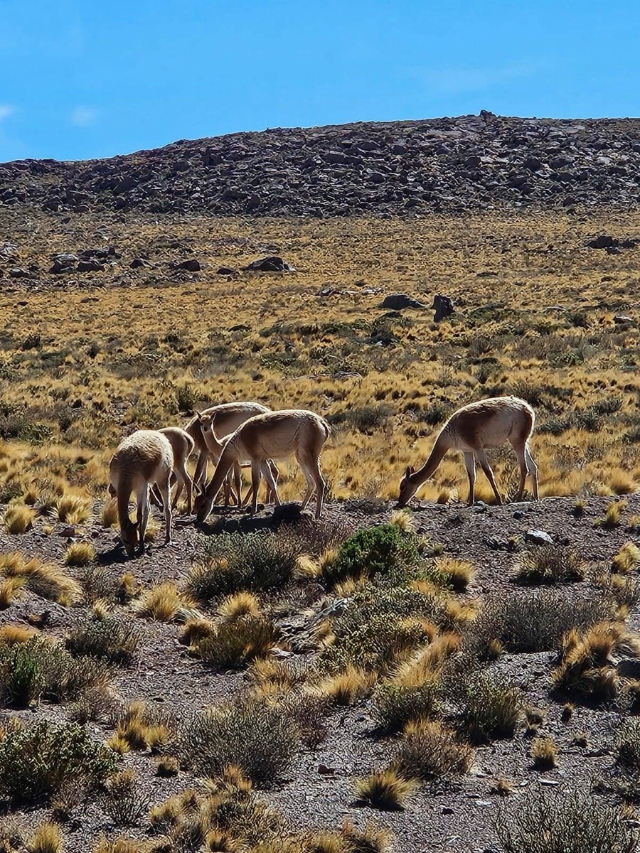 Vicuñas grazing on a dry, golden slope.
